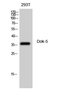 Anti-Dok-5 Antibody (A40486) | Antibodies.com